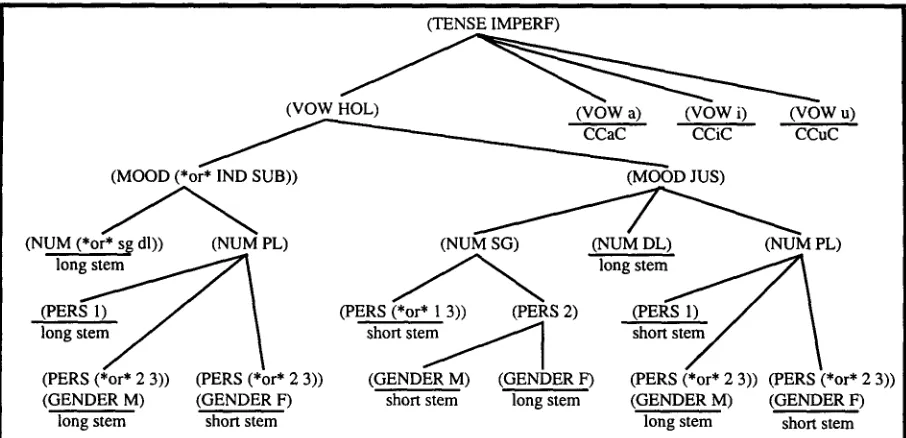 Figure 4: The Imperfect Stem Change Subtree for Strong and Hollow Verbs of Pattern CvCvC 