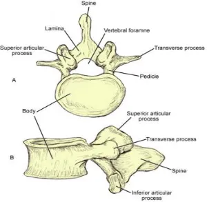 Figure 3. Lumbar Vertebra 