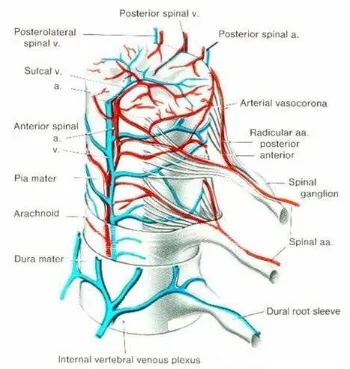 Figure 4. Blood Supply of Spinal Cord 