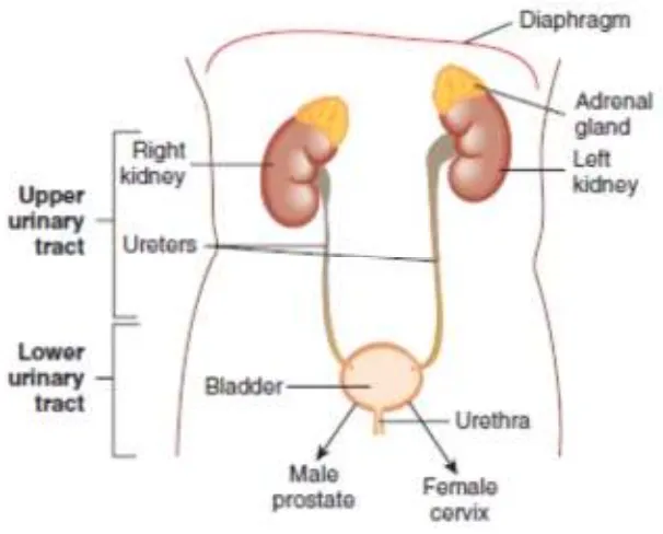 Fig 1: Anatomy of the urinary tract[1] 