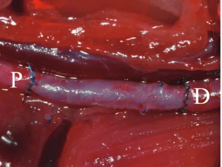 Fig. 1. Interposition of decellularized aortic conduit in the infrarenal abdom-inal aorta