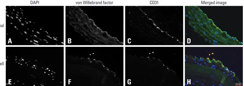 Fig. 5. DAPI study at 8 weeks showed evenly distributed cellular nuclei in the media of the normal aorta (A and E)