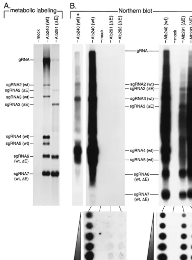 FIG. 6. Analysis of RNA species synthesized by the �speciﬁc either for the E gene or for the 3of actinomycin D in cells infected with wild-type (wt) recombinant Alb240 orof dots corresponds to serial twofold dilutions, starting with 5RNA was analyzed in a 