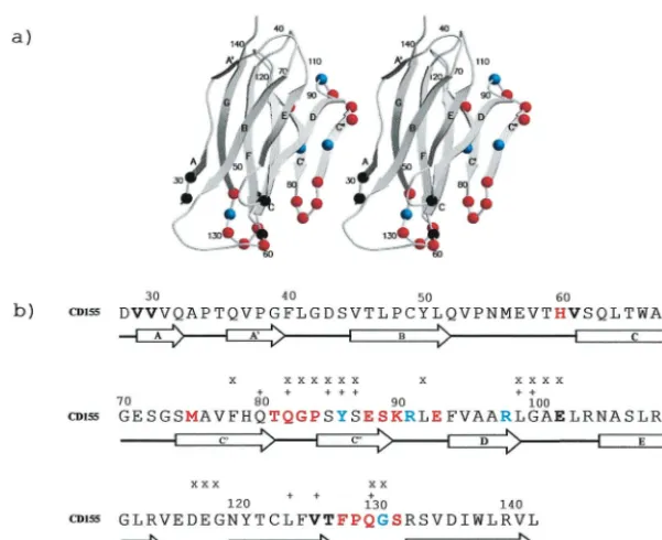FIG. 1. (a) Ribbon diagram of CD155 domain D1. Residues in the virus-receptor binding interfaces are shown as colored spheres