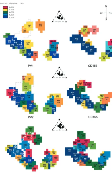 FIG. 4. Footprints of CD155 on the surfaces of PV1 (top), PV2 (middle), and PV3 (bottom)