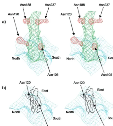 FIG. 6. Model of receptor-mediated PV uncoating. The south wallof the canyon is probably responsible for forming the initial binding