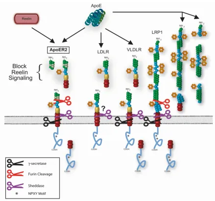 Figure 3Soluble apoE receptorsSoluble ApoER2 fragments from furin or sheddase cleavage contain the ligand-binding regions necessary for interaction with Reelin and apoE