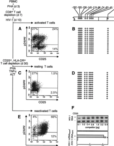 FIG. 3. Expression of the HIV-1 genome and CpG methylation pattern in the LTR region in primary resting memory T cells infected in vitro.(A and B) PHA-activated PBMC infected with HIV-1 10 days after activation (d10)