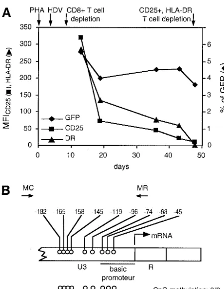 FIG. 4. Expression of the HDV, cell-surface activation markers,and CpG methylation pattern in the LTR region in primary resting