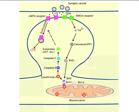 Figure 2 Involvement of mitochondria and intrinsic apoptotic pathway in LTD. The mitochondrial pathway is required for NMDA receptor-dependent long-term depression of synaptic transmission