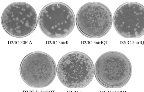 FIG. 2. Plaque morphology for infectious clones. Vero cells were infected and overlaid with 1� MEM–2% FCS containing 1% agarose