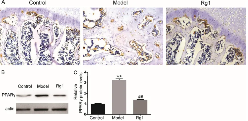 Figure 6. Rg1 reduces adipogenesis in steroid-induced ONFH rats. PPARγ immunoreactivity was significantly stron-ger in the steroid-induced ONFH group than the Rg1 and control groups (A)