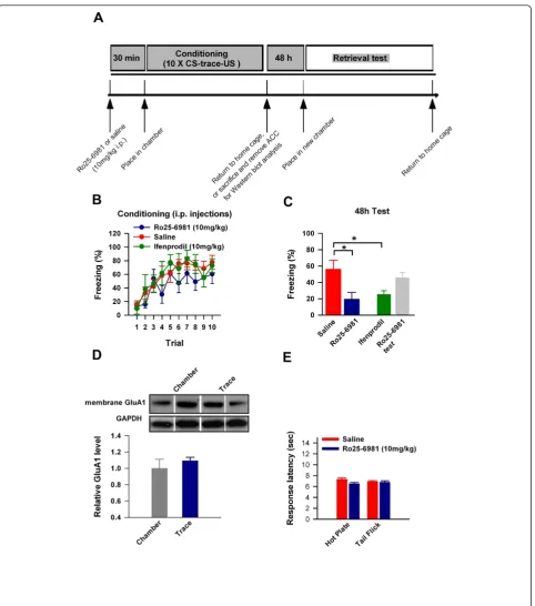 Figure 2 NMDA receptor GluN2B subunit activity is required for trace fear memory. (A) We exposed mice to i.p