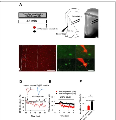 Figure 5 Trace fear memory is mediated by postsynaptic CP-AMPAR trafficking within the ACCFosGFP positive pyramidal neurons (bottom panels) as indicated by yellow showing overlap between GFP and dye loaded pipette; scale barrepresents 20significantly inhib