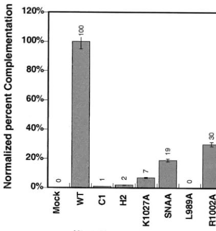 FIG. 2. Transient complementation of the UL52 null virus hr114described in Materials and Methods