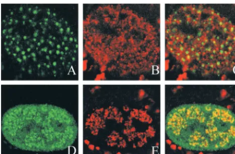 Fig. 4 for the SNAA mutant, another partially complementing