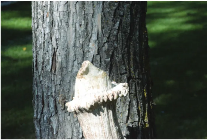 Fig. 1. Cast antler from a bull moose showing a portion of the parietal bone attached to the cast antler