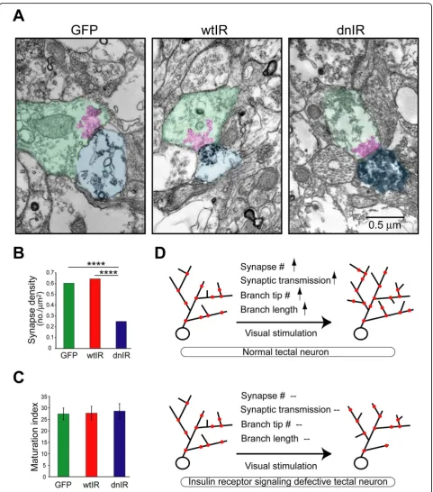Figure 6 Insulin receptor signaling regulates synapse numbersSynapses that contact GFP-, wtIR- and dnIR-expressing dendrites show comparable ultrastructural synaptic maturity, determined by the areaoccupied by clustered synaptic vesicles relative to the ar