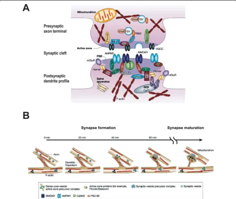 Figure 1 Schematic diagram of an excitatory synapse and the temporal sequence of synapse formation and maturationmetabotropic glutamate receptor; NMDAR, N-methyl-D-aspartate receptor; PSD, postsynaptic density; PSD-95, postsynaptic density protein-95;RIM, 