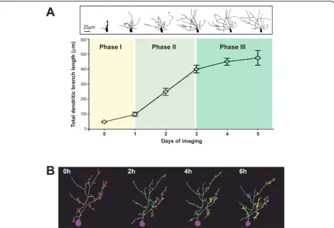 Figure 2 Dendritic arbor growth and dynamicsand extends an axon with little elaboration of the dendritic arbor; phase II, the dendritic arbor grows rapidly; phase III, the dendritic arbor growsslowly and appears stable
