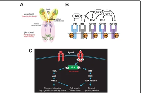 Figure 3 Insulin receptor structure and signaling. (A) Insulin receptor monomer, composed of an a (yellow) and b subunit (pink) bridged byan intrinsic disulfide bond, which dimerizes with another insulin receptor monomer through extrinsic disulfide bonds t