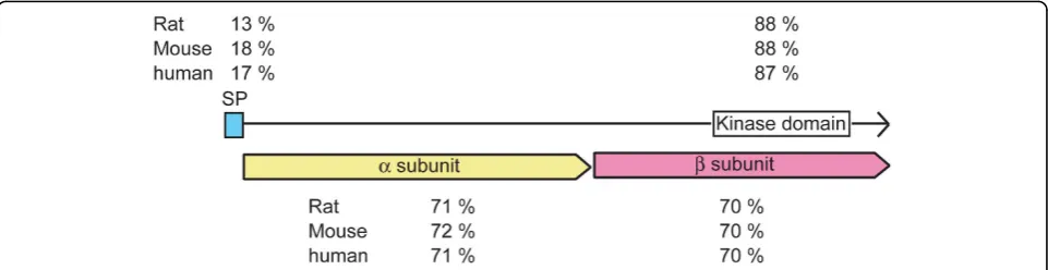 Figure 4 Protein sequence alignment of X. laevis insulin receptor IR1 with different species