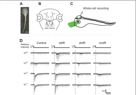 Figure 5 Recording of visual responses in an intact animal. (A) X. laevis tadpole. (B) Diagram of the Xenopus visual circuit
