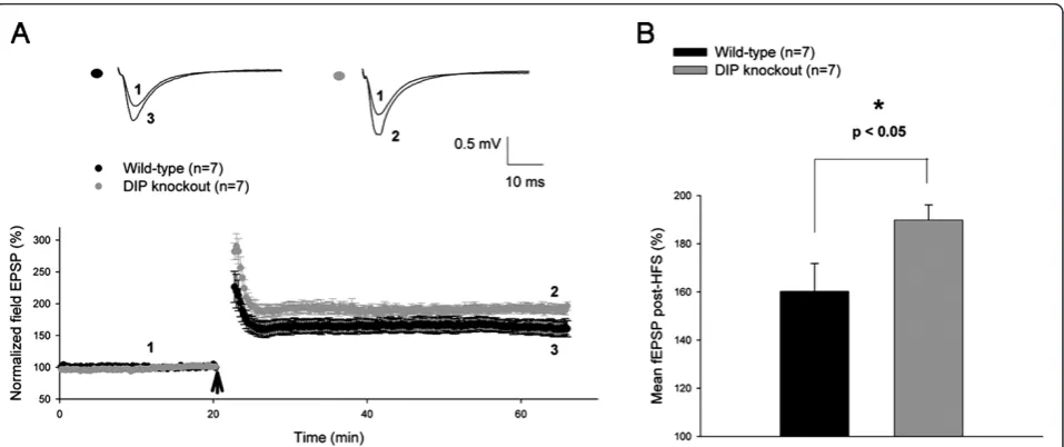 Figure 4 Enhanced synaptic plasticity in DIP knockout mice. (A) Long-term potentiation (LTP) induced by high-frequency stimulation (2trains of 100 Hz with each train lasting 1 sec with an inter-train interval of 10 secs) was significantly enhanced (P < 0.0