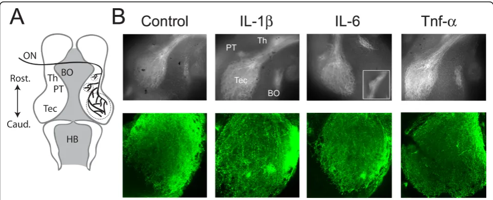 Figure 2 Chronic cytokine treatment does not result in abnormalities in the gross projection pattern of central visual pathways