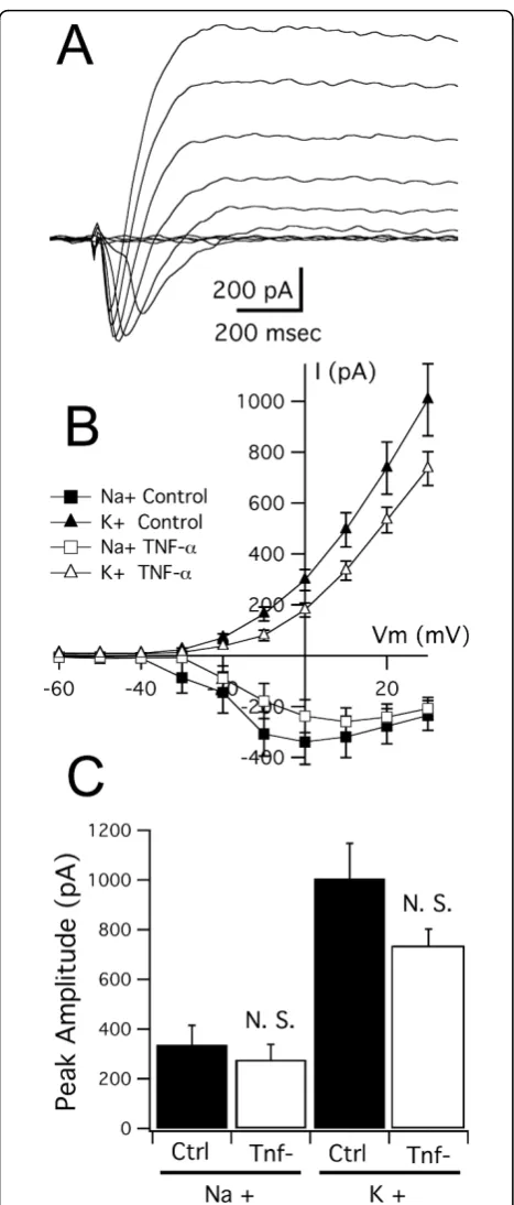 Figure 4 Long-term developmental exposure to TNF-tectal cells and cells from TNF-amplitudes of Nagated Ksignificant differences