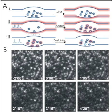 Figure 1 Imaging vesicle fusion with FM dyes. (Ai) Bath appliedFM dye intercalates with the plasma membrane