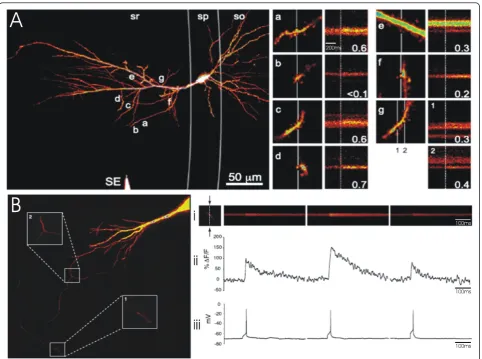 Figure 2 Optical quantal analysis with Caradiatum (sr) with a stimulating electrode (SE) resulted in stochastic calcium signalling in several spines (a-g) of a dye-filled CA1 neuron in anacute hippocampal slice