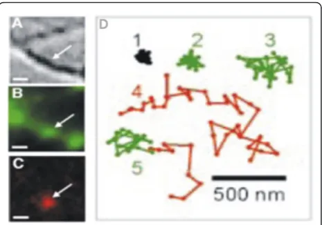 Figure 3 Tracking lateral movements of single receptors. (A)Differential interference contrast imaging of a dendrite in neuronalculture