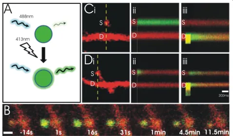 Figure 6 Photoactivatable GFP enables imaging of a cohort of proteins across space and timeneuron
