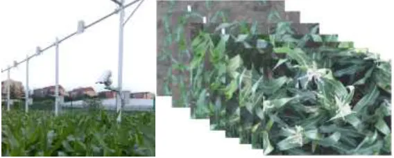 Figure 2. Field image acquisition device and sequential image sequence obtained. 