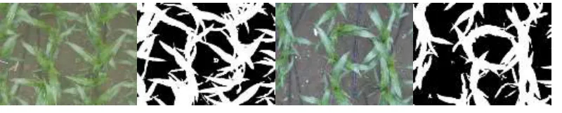 Figure 4. Image segmentation of field maize canopy. 