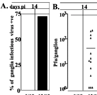 FIG. 2. Infectious virus in the TG on day 14 p.i. of mice pre-HS and22 h post-HS induction treated with ACV on days 6 to 12 p.i