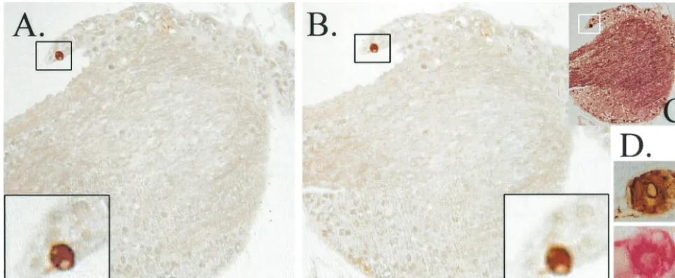 FIG. 4. Analysis of penetration of IHC reagents into the TG. TG were ﬁrst assayed for viral proteins by using WGIHC