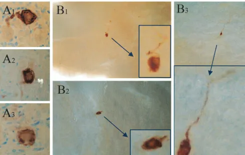 FIG. 5. Analysis of viral protein expression in TG of latently infected mice at 22 h post-HS by using an anti-HSV antibody on serially sectionedganglia (A1 to A3) or whole ganglia (B1 to B3)