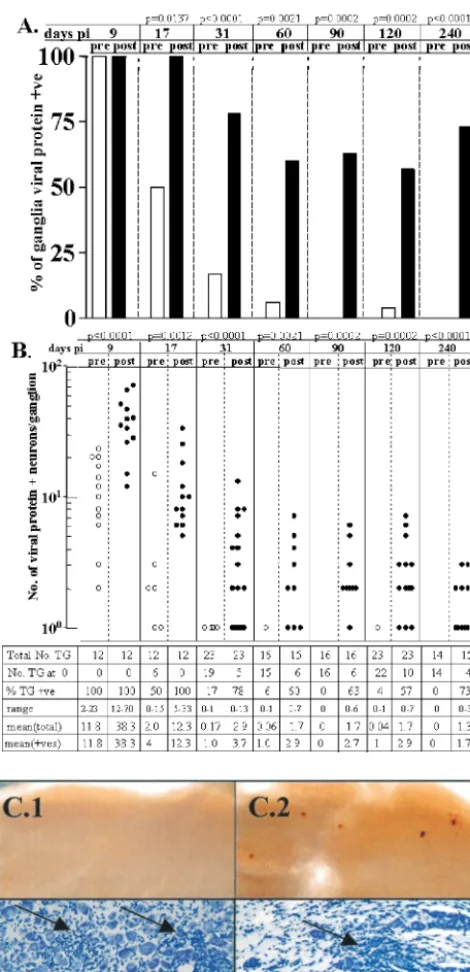 FIG. 6. Viral protein expression in the TG from 9 to 240 days p.i.before and 22 h post-HS induction