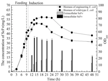 Fig. 1 Comparison of cell lysis and single-chain variable-domain antibody fragment (scFv) expression between Escherichia coli W3110/
