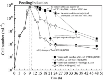 Fig. 2 The relationship between the occurrence of cell lysis and the reduction of the viable but nonculturable (VBNC) number in E