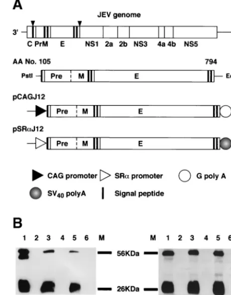 FIG. 1. Construction of plasmids pCAGJ12 and pSR�identiﬁcation of JEV PrM and E protein expression in vitro