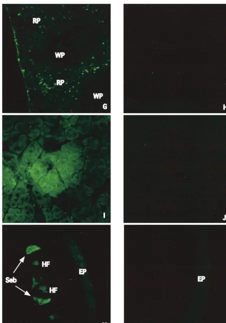 FIG. 2—Continued.