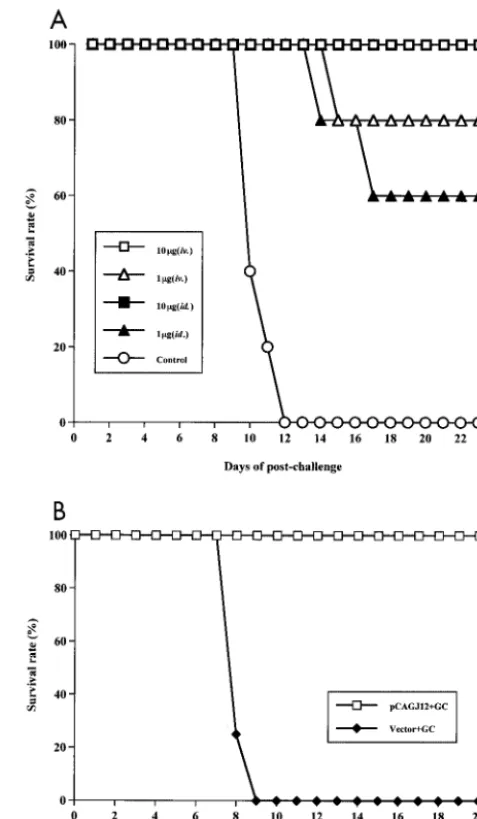 FIG. 6. Passive protection of SCID mice resulting from splenocyteor serum transfer from colloidal gold-DNA-immunized BALB/c mice