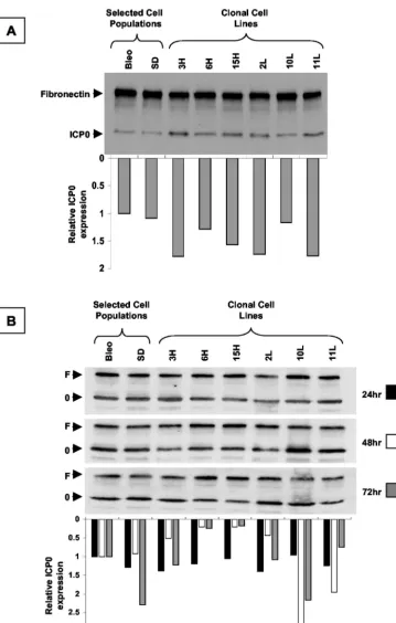 FIG. 8. Western blot hybridization analysis of ICP0 expression in LAT-expressing clonal cell lines