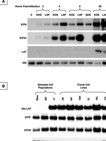FIG. 9. Analysis of IE gene expression from the HSV-1 LAT-null mutant �wild-type HSV-1 (strain KOS),and LAT is shown by sequential hybridization of a Northern blot with different probes; 18S rRNA acts as a loading control