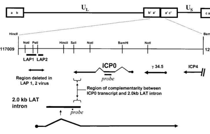 FIG. 1. Schematic depiction of the HSV-1 genome, with the repeat region ﬂanking the unique long (Uillustrate the positions of probes used in this study, the positions of LAP1 and LAP2 promoters deleted in theL) region of the genome expanded to �LAP1-2 virus, and the region ofantisense overlap between the 2.0-kb LAT intron and the ICP0 transcript.