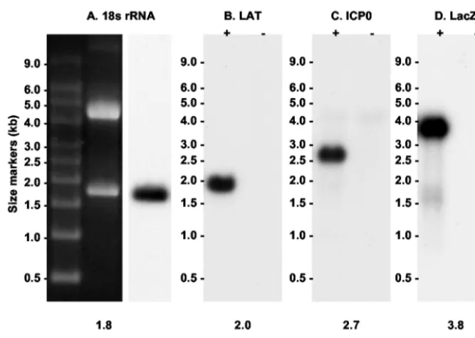 FIG. 2. Northern blot controls showing that the probes used in this study hybridized speciﬁcally with the intended target RNA