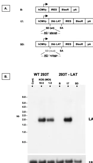 FIG. 3. Construction of cell lines and populations that stably express the 2.0-kb LAT intron